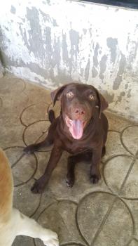 Perona, Labrador Retriever