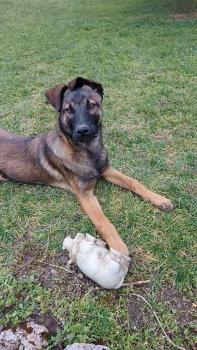 Rocky, Pastor Belga Malinois