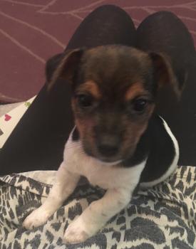 Rocky, Parson Jack Russell Terrier (De Pelaje Corto - Suave)