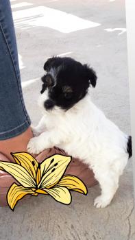 Kouki, Bichón