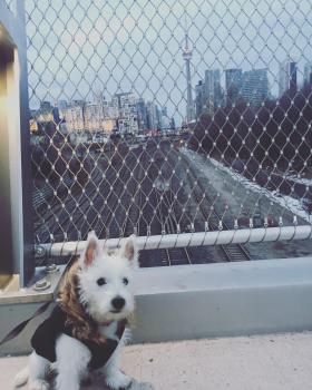 Maya, Westies