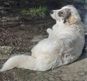 Patoune, Pyrenean Mountain Dog