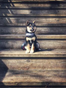 Izzy, Shiba Inu Japonés