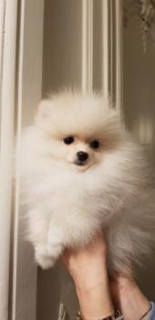 Shallow, Spitz