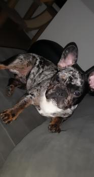 PumBaa, Bulldog Francés