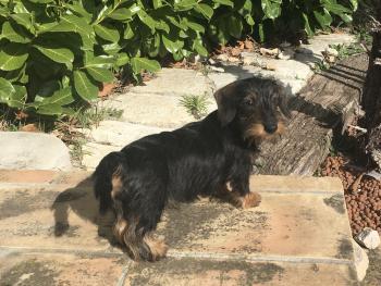 Peanuts de KEr Ki Douar, Dachshund (Pelo Largo)