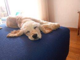 Jo, Cocker Spaniel