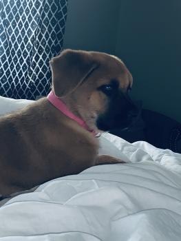Luna, Cane Corso