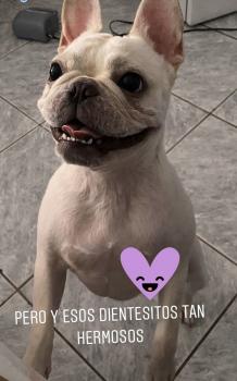 Romeo, Bulldog Francés