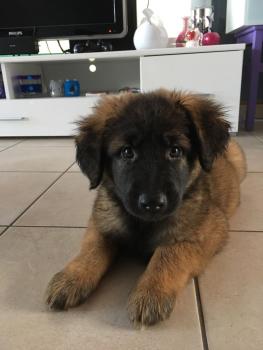 Roxy, Leonberg