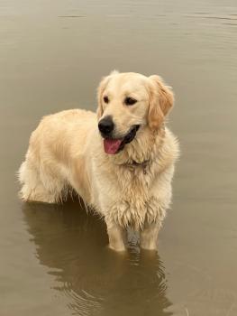 Olya, Golden Retriever