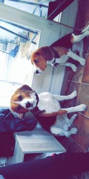 Pogo, Beagle
