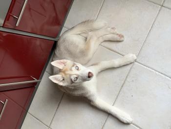 Paillette, Husky Siberiano