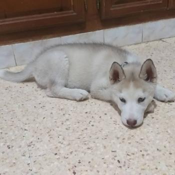 Laïka, Husky Siberiano