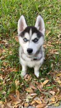 Luna, Husky Siberiano