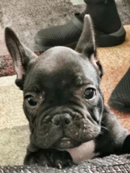 Roxy, Bulldog Francés