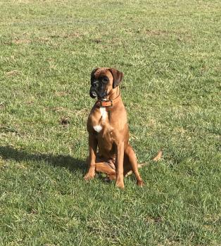 Pepper, Bóxer