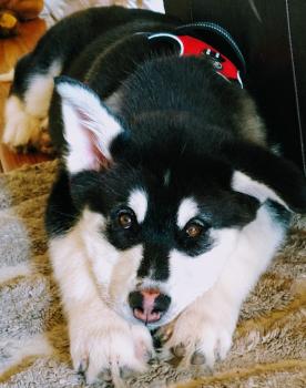 Evee, Malamute De Alaska