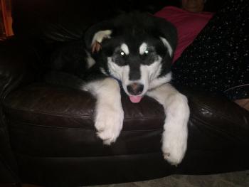 Moose, Malamute De Alaska