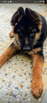 Laika, Perro Pastor Alemán