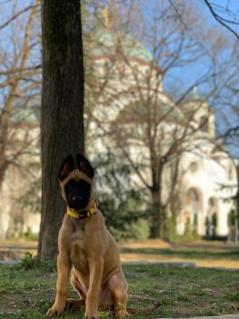 Hugo, Pastor Belga Malinois