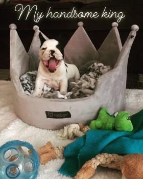 Sir. Louis V, Bouledogue Français