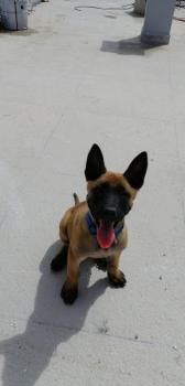 Bella, Malinois