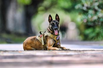 Nala, Pastor Belga Malinois