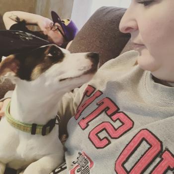 Olaf, Parson Jack Russell Terrier (De Pelaje Corto - Suave)