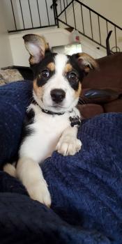 Syr Tybalt, Border Collie