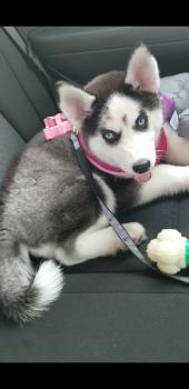 Heda, Husky Siberiano