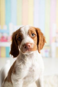 Penny, Bretonischer Spaniel