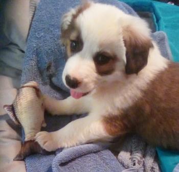 Koda, Pastor Australiano