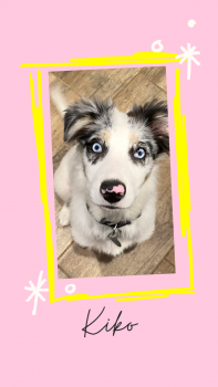 Kiko, Border Collie