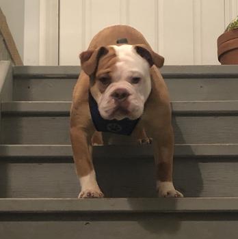 Ed, Bulldog