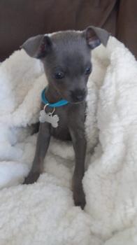 Ti-Loup, Chihuahua