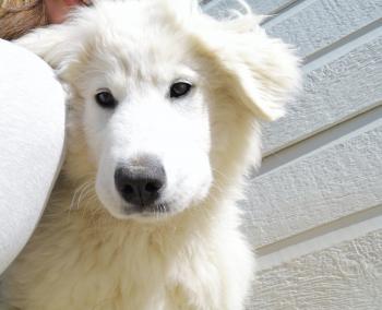 Huesca, Pyrenean Mountain Dog