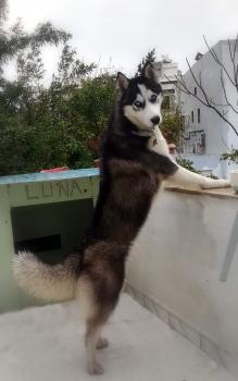 Luna, Siberian Husky
