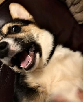 Oliver, Corgi Galés De Pembroke
