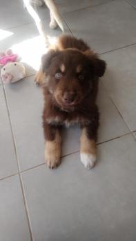 Rocket, Pastor Australiano