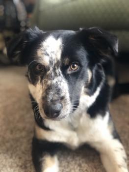 Bailey, Border Collie