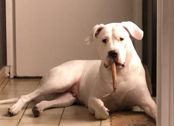 shelby, Dogo argentino