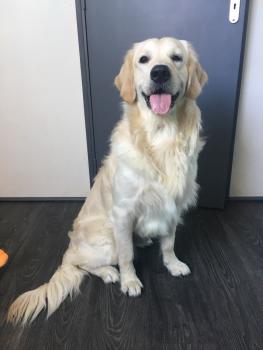 falken, Golden Retriever