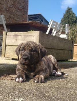 GROOT, Cane Corso