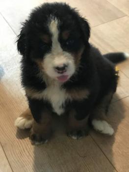 Ruby, Boyero De Berna