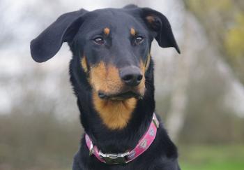 Pagaille, Beauceron