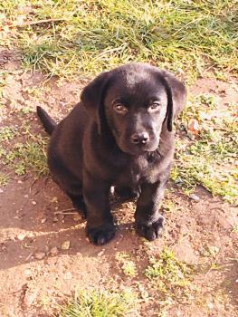 Nike, Labrador Retriever