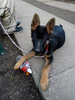dora, Deutscher Schäferhund