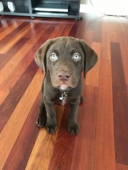 Théodore, Labrador Retriever
