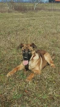 Sora, Berger Malinois